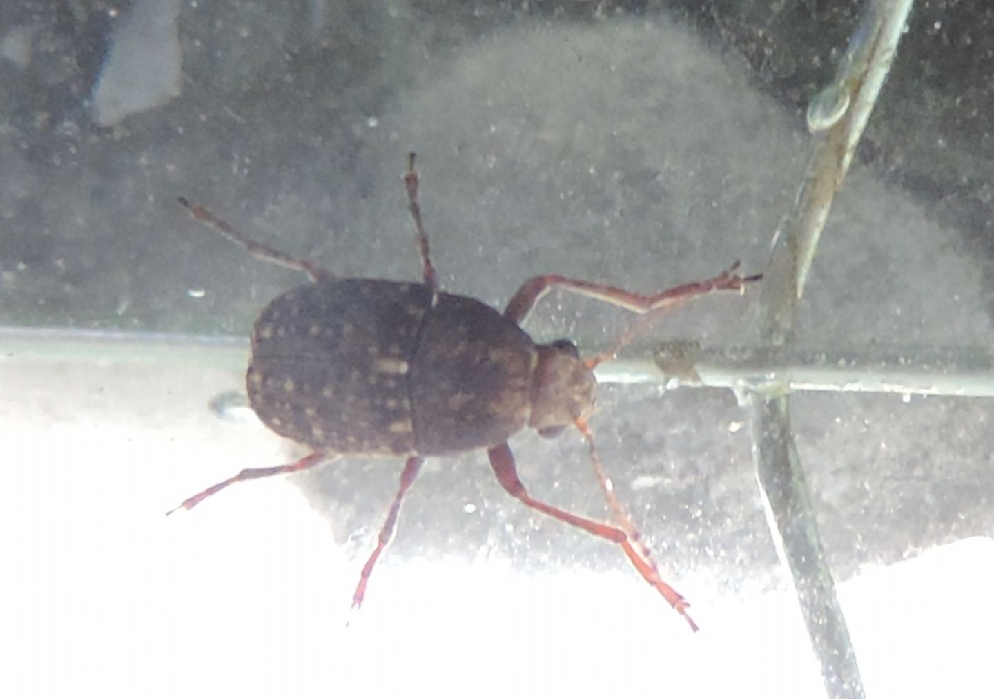 Anthribidae:  Araecerus fasciculatus?  S !